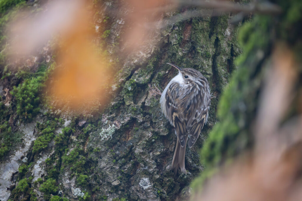 Wald- oder Gartenbaumläufer (Jörg Helfenstein)