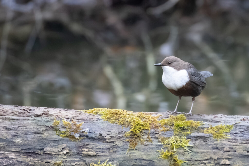 Wasseramsel (Jörg Helfenstein)