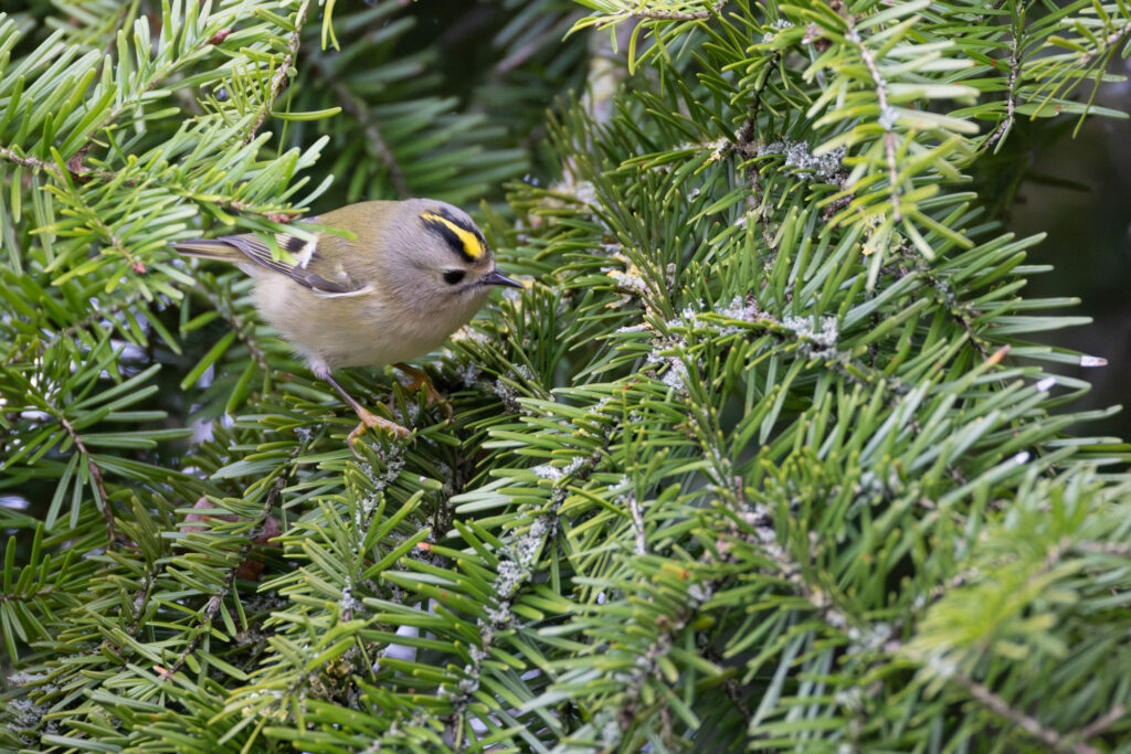 Wintergoldhähnchen (Jörg Helfenstein)