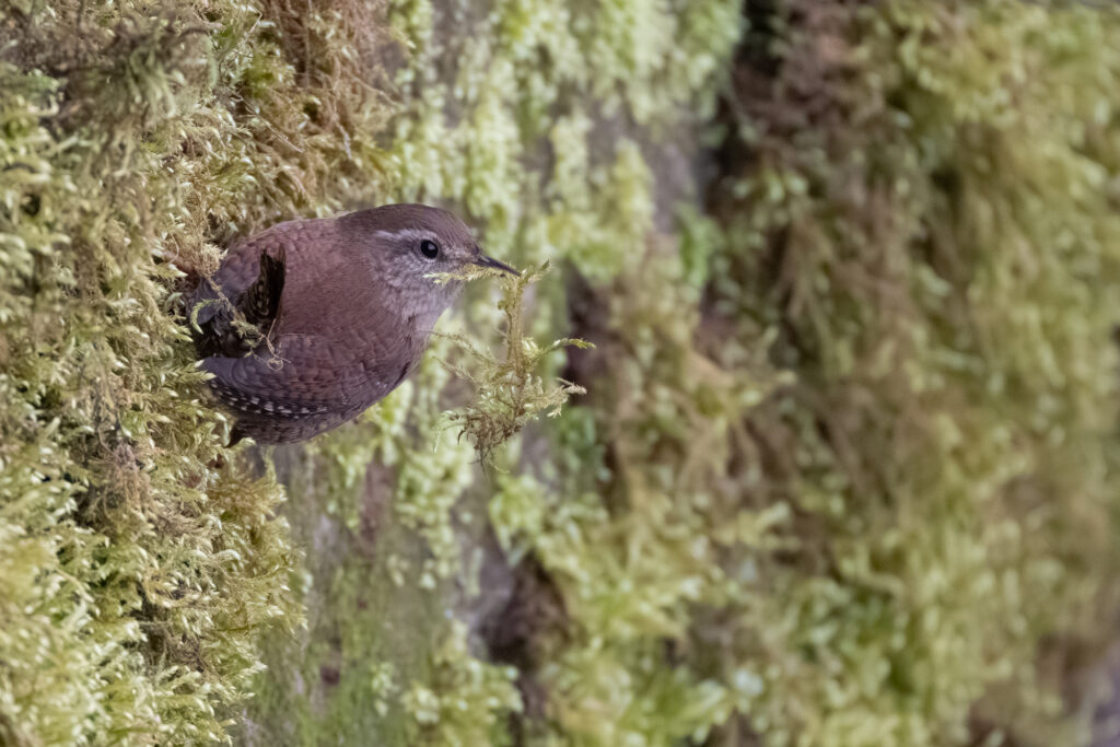 Zaunkönig mit Nestmaterial (Jörg Helfenstein)