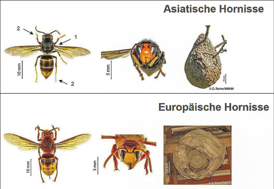 Asiatische versus Europaeische Hornisse